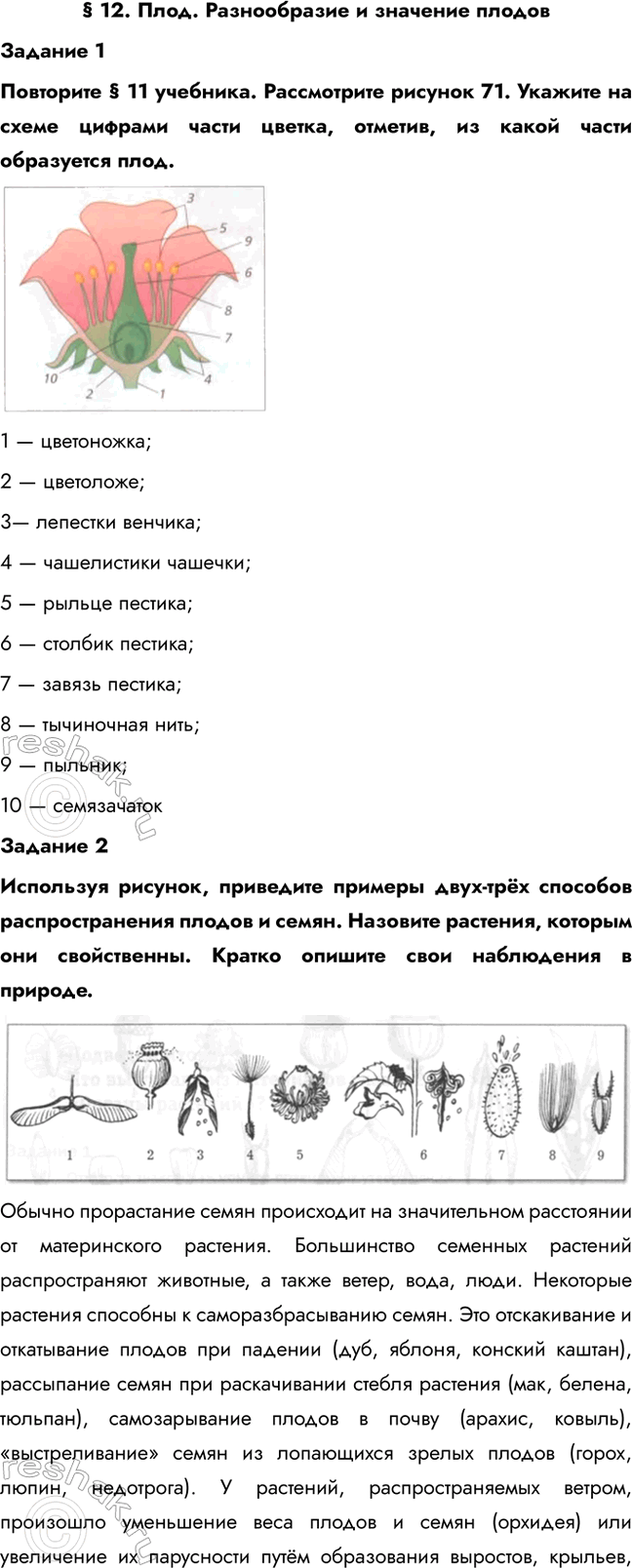 Изображение § 12. Плод. Разнообразие и значение плодов  Задание 1  Повторите § 11 учебника. Рассмотрите...