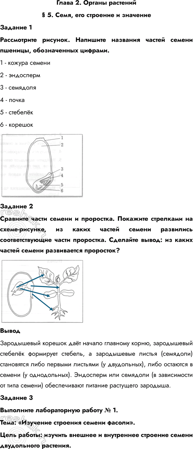 Изображение Глава 2. Органы растений  § 5. Семя, его строение и значение  Задание 1  Рассмотрите рисунок....