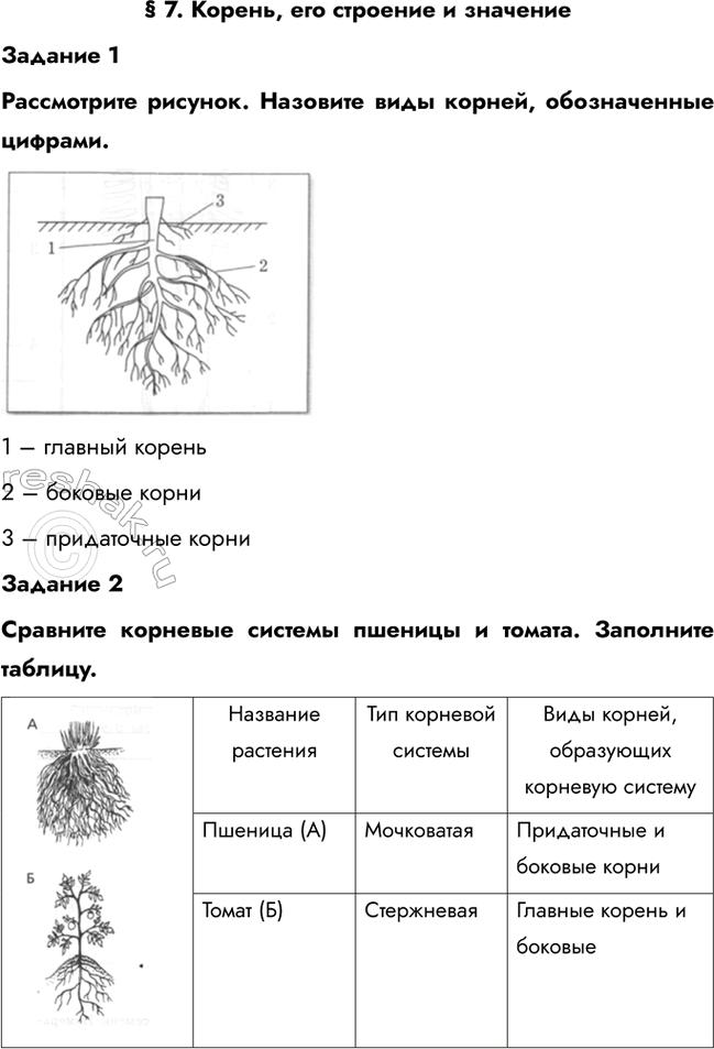 Изображение § 7. Корень, его строение и значение  Задание 1  Рассмотрите рисунок. Назовите виды корней,...