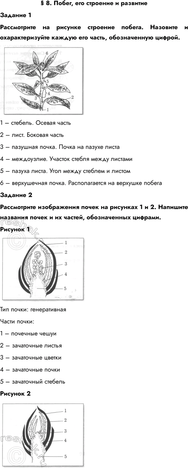 Изображение § 8. Побег, его строение и развитие  Задание 1  Рассмотрите на рисунке строение побега....