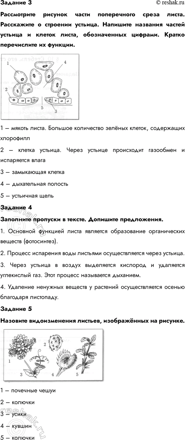 Дополнительное изображение