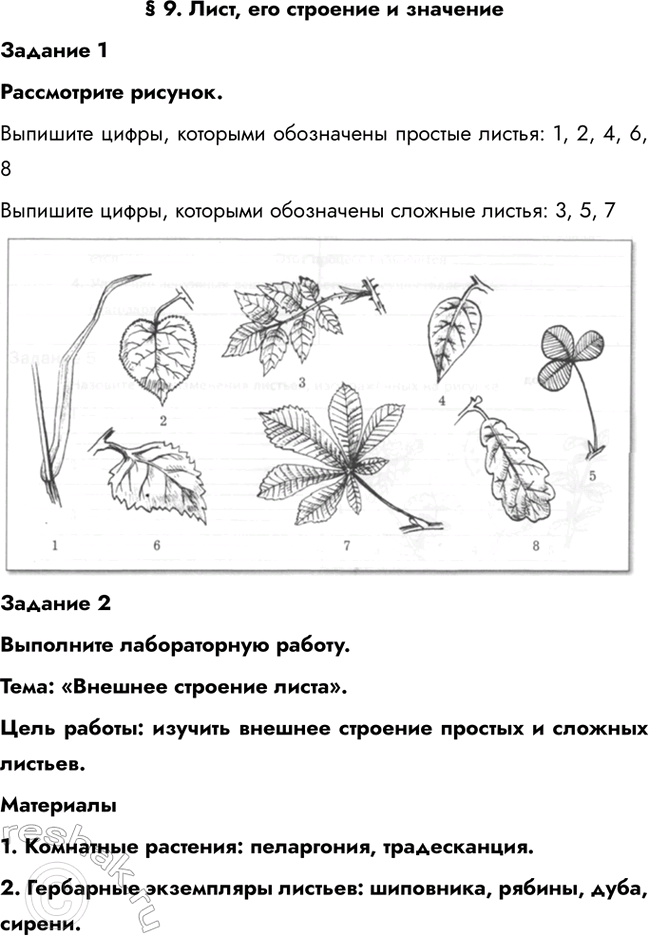 Изображение § 9. Лист, его строение и значение  Задание 1  Рассмотрите рисунок.  Выпишите цифры, которыми...