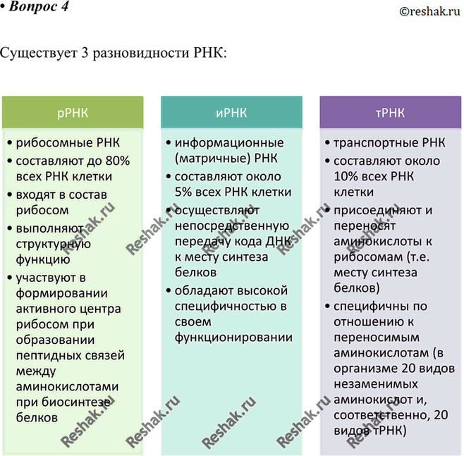 Изображение 4 Какие разновидности РНК вы знаете? Какую роль играет каждый вид РНК в биосинтезе...