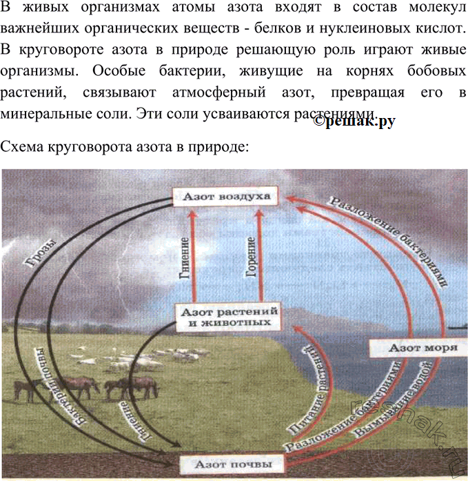 Изображение 3. Используя знания по биологии, охарактеризуйте биологическую роль азота. Нарисуйте схему...
